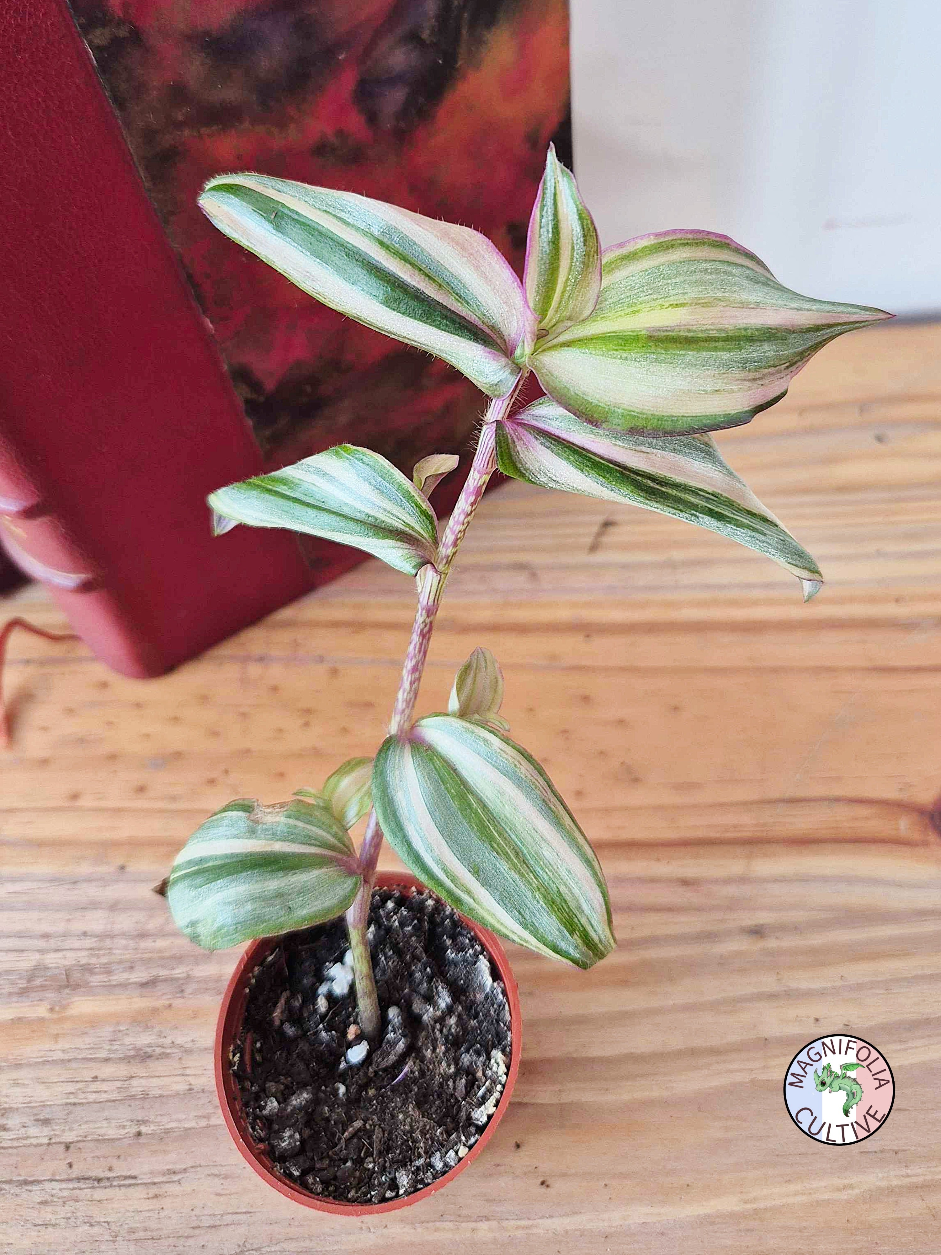 Tradescantia zebrina 'Happy Lee'