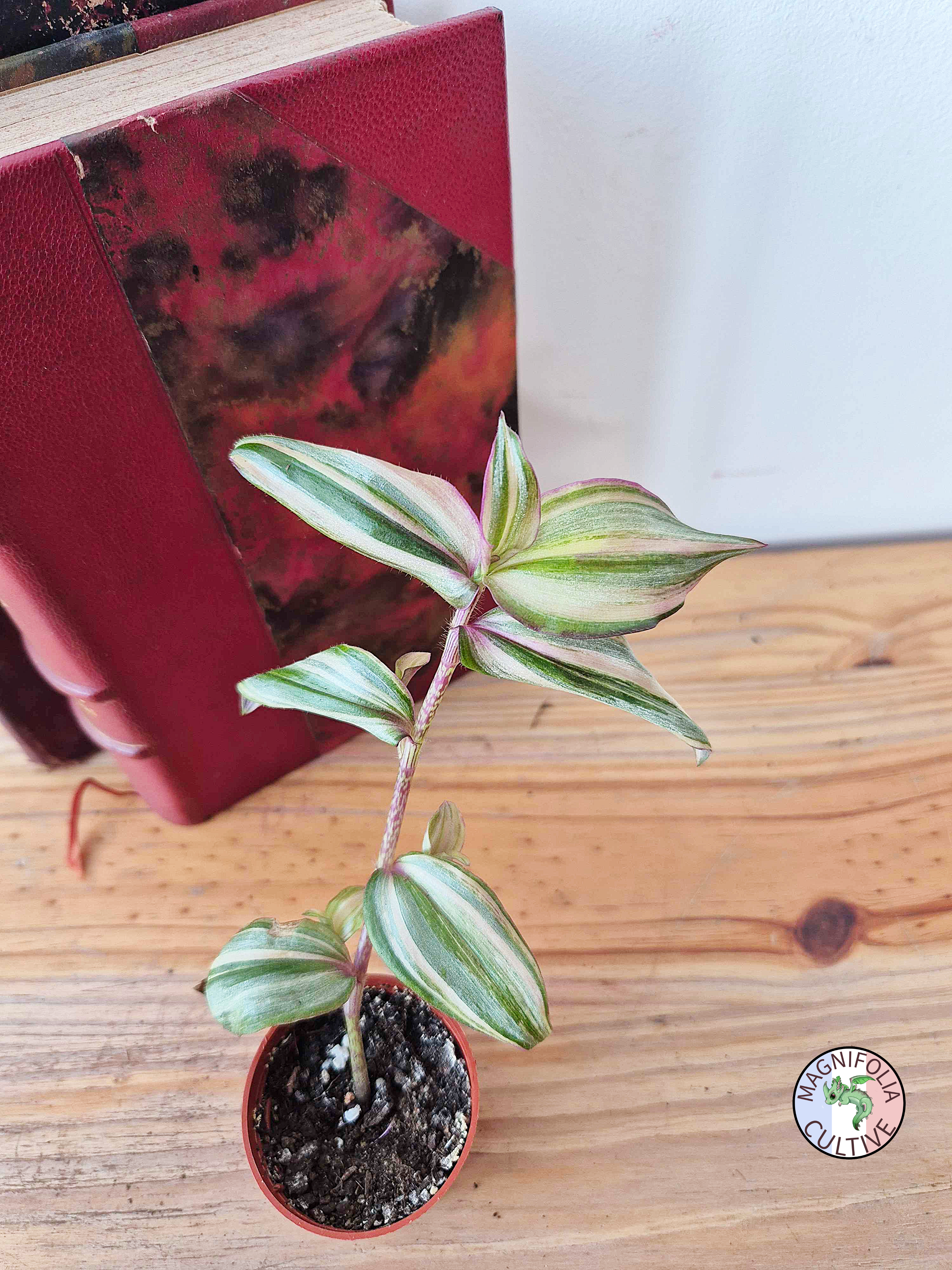 Tradescantia zebrina 'Happy Lee'