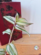 Tradescantia zebrina 'Happy Lee'
