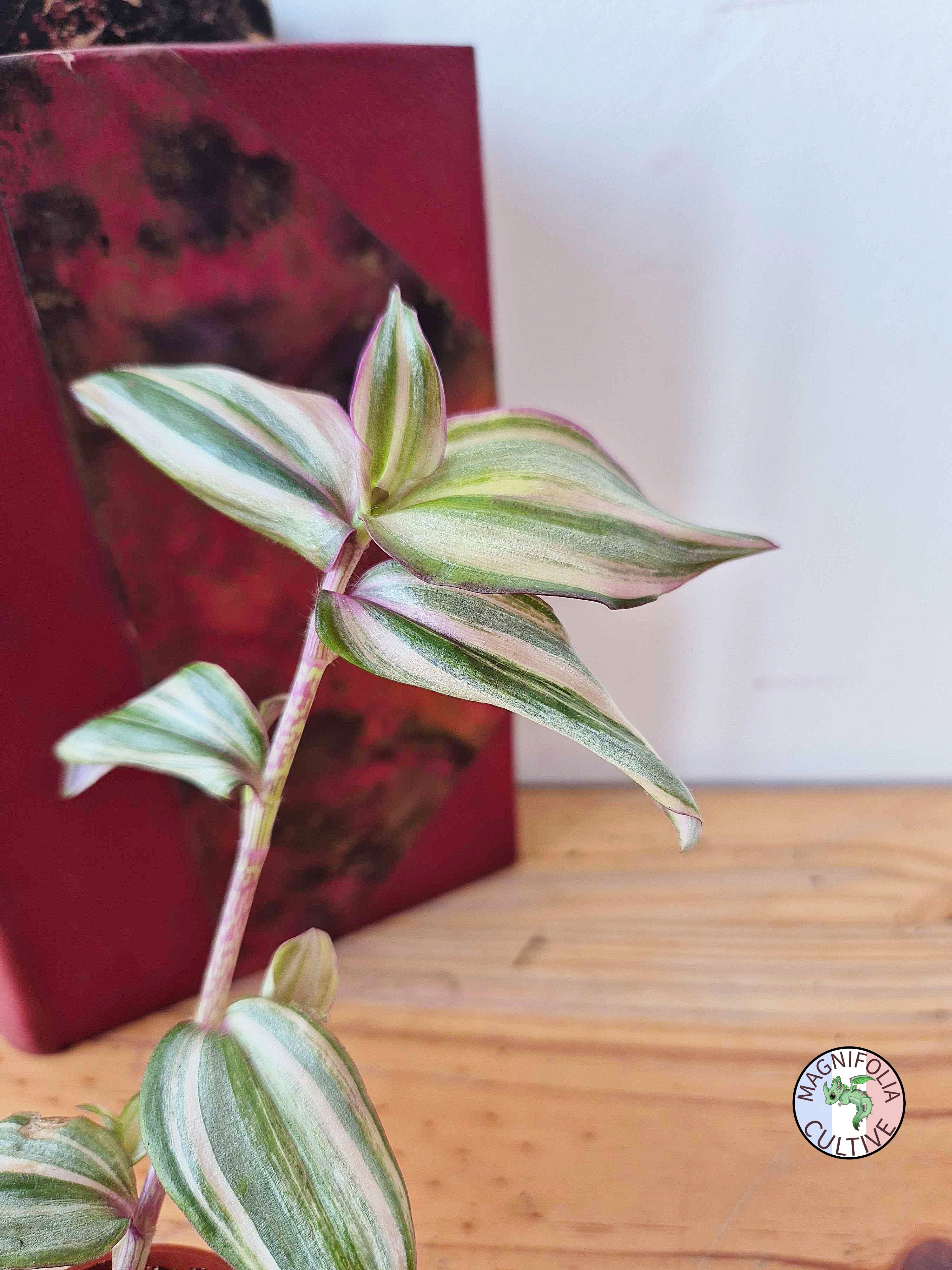 Tradescantia zebrina 'Happy Lee'