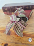 Tradescantia zebrina 'Happy Lee'