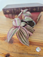 Tradescantia zebrina 'Happy Lee'
