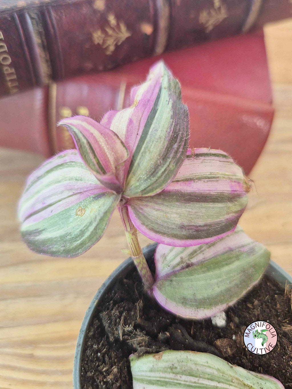 Tradescantia zebrina 'Happy Lee'
