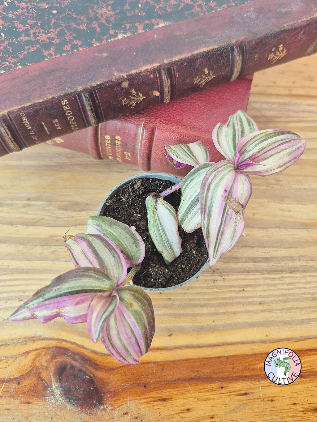Tradescantia zebrina 'Happy Lee'