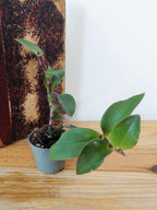 Tradescantia cerinthoides 'Red Hill'