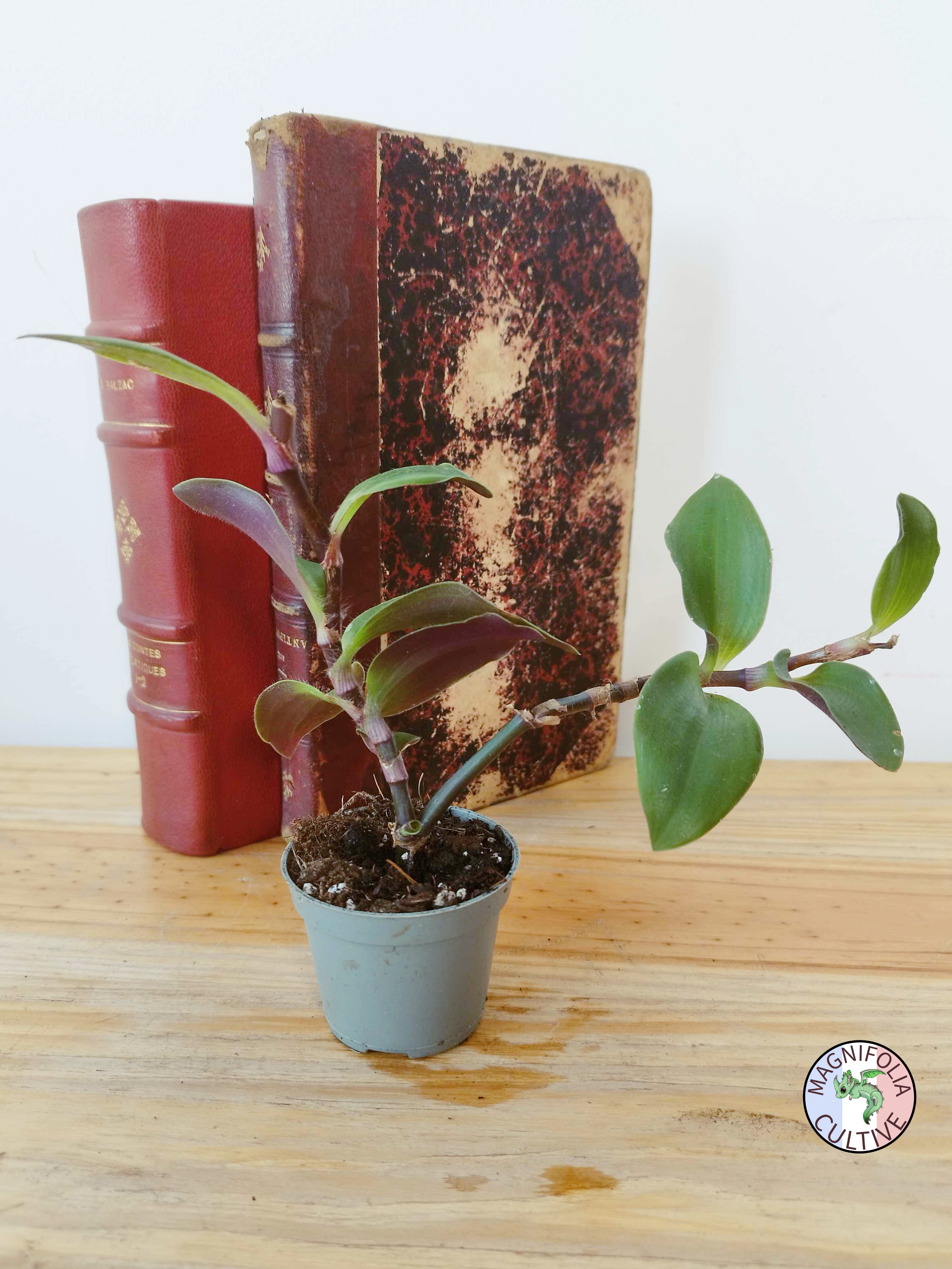 Tradescantia cerinthoides 'Red Hill'