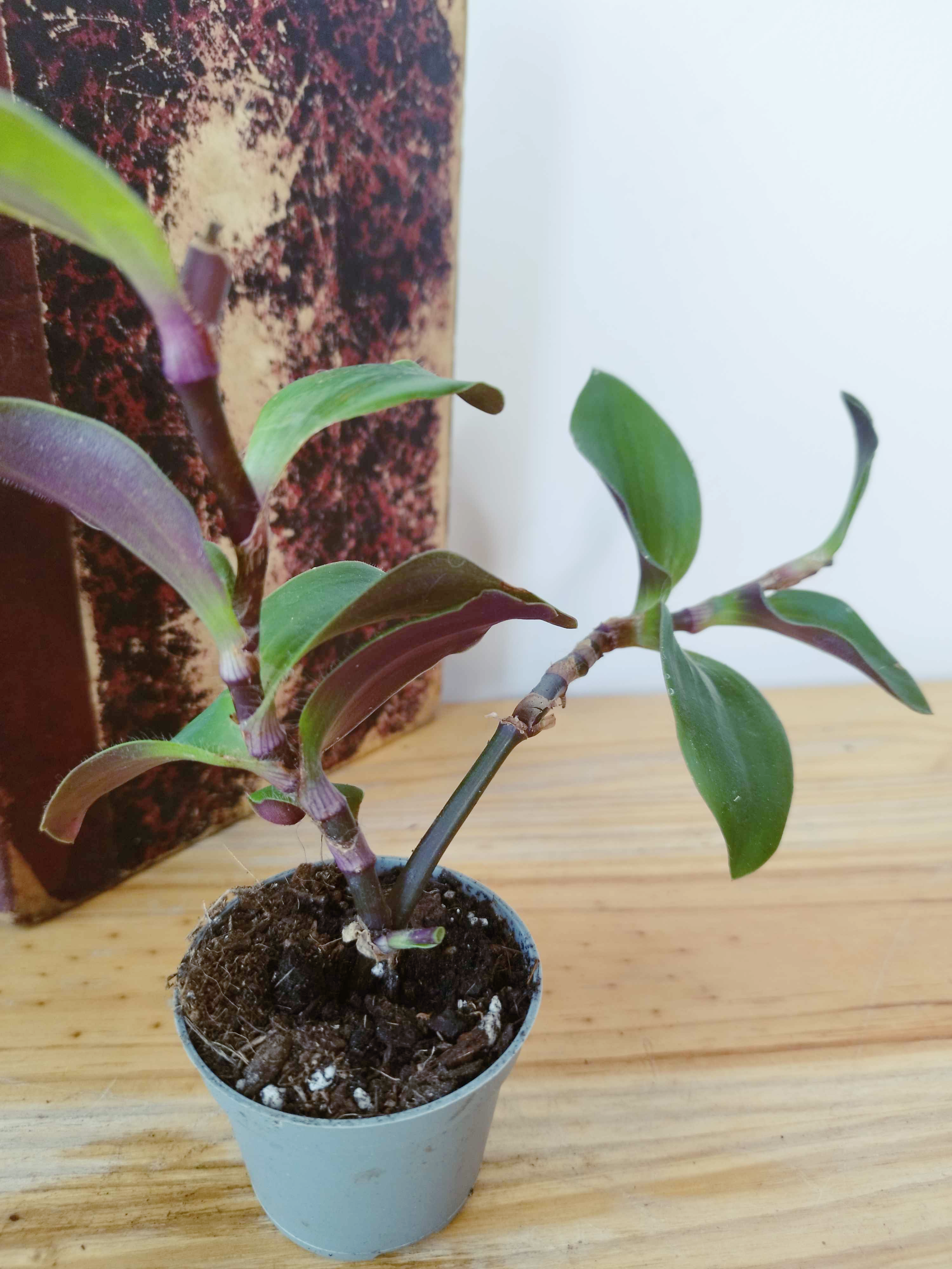 Tradescantia cerinthoides 'Red Hill'