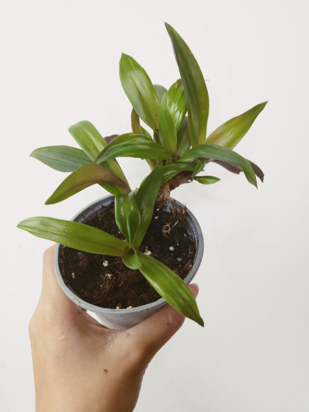 Tradescantia spathacea