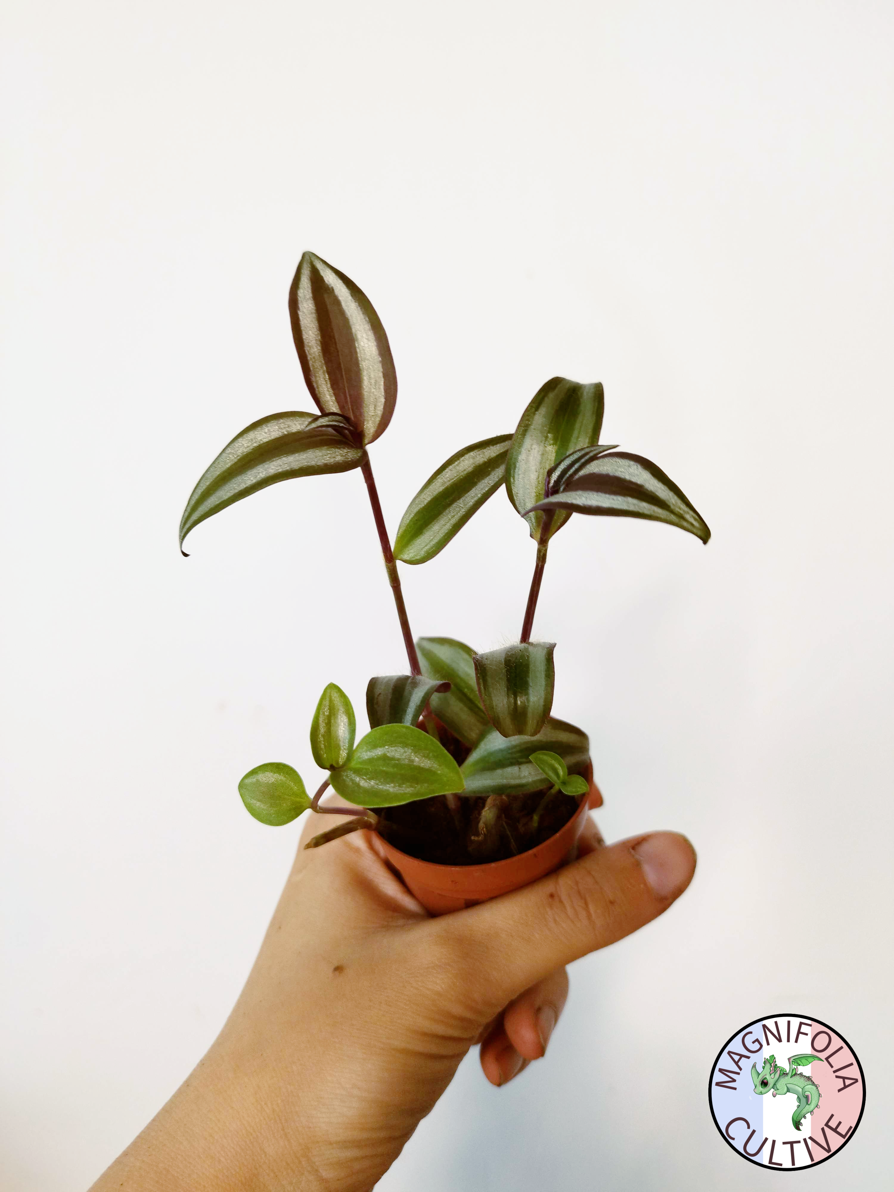 Tradescantia zebrina 'Violet Hill'