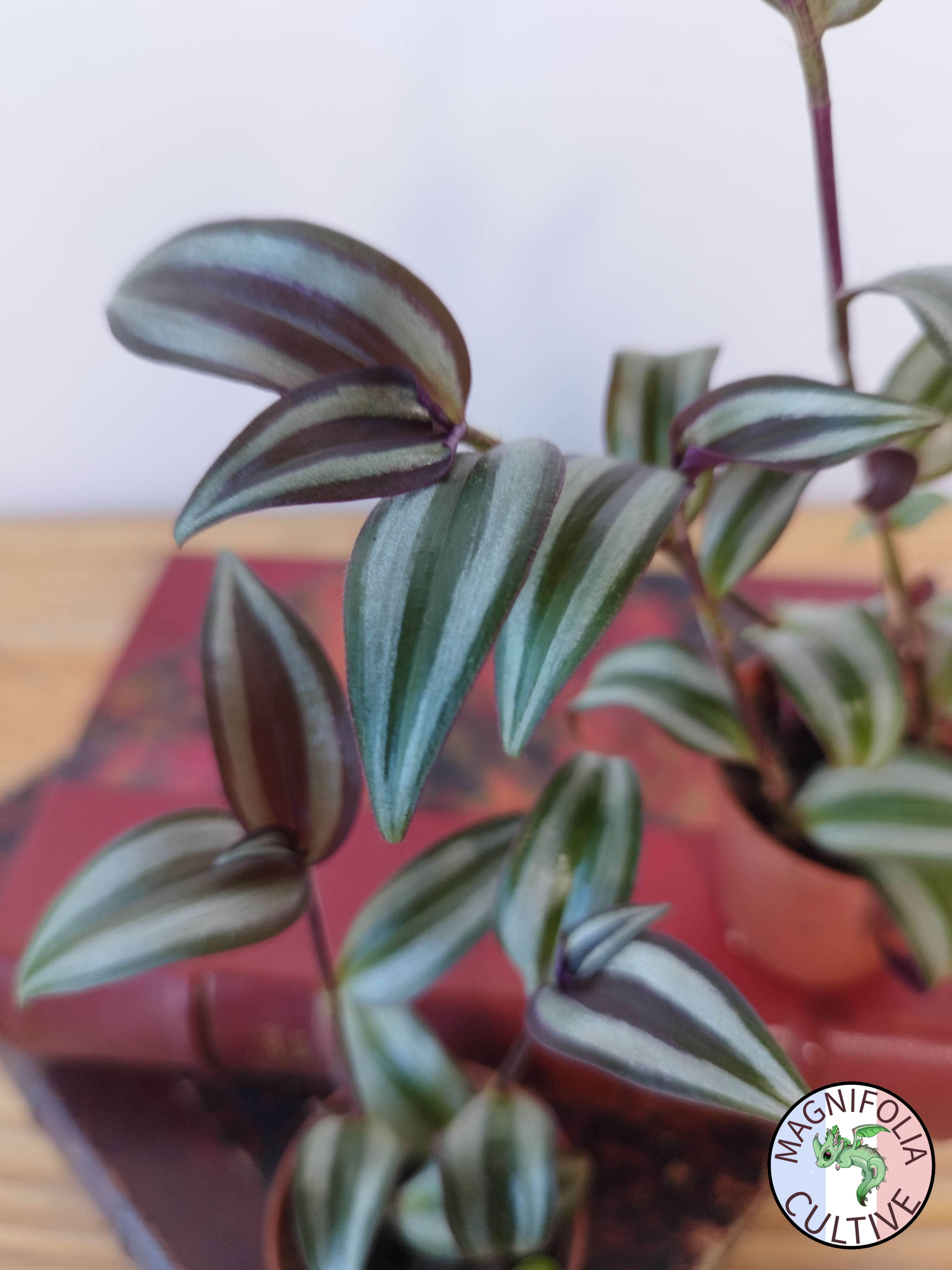 Tradescantia zebrina 'Violet Hill'