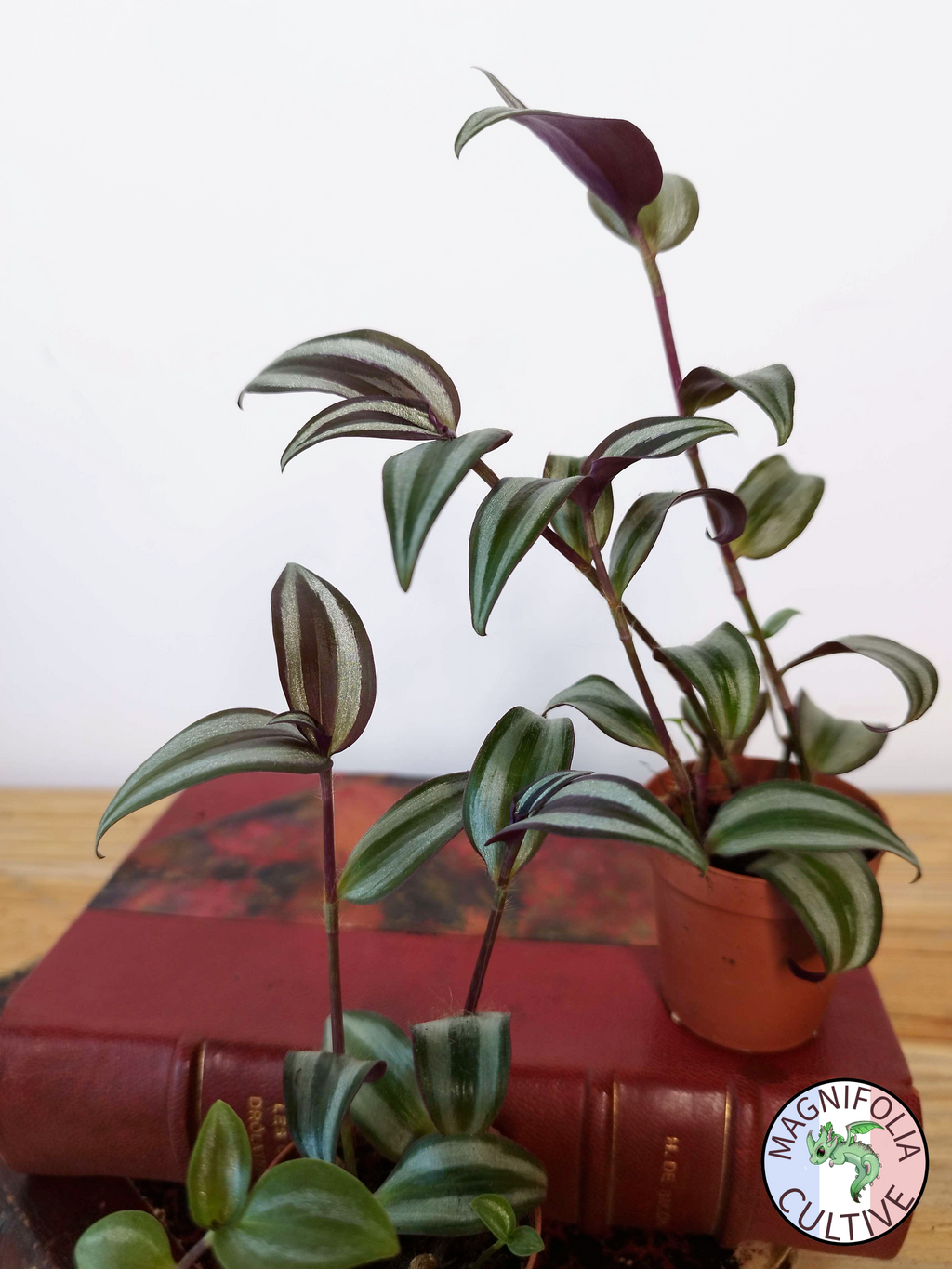 Tradescantia zebrina 'Violet Hill'