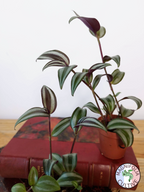 Tradescantia zebrina 'Violet Hill'