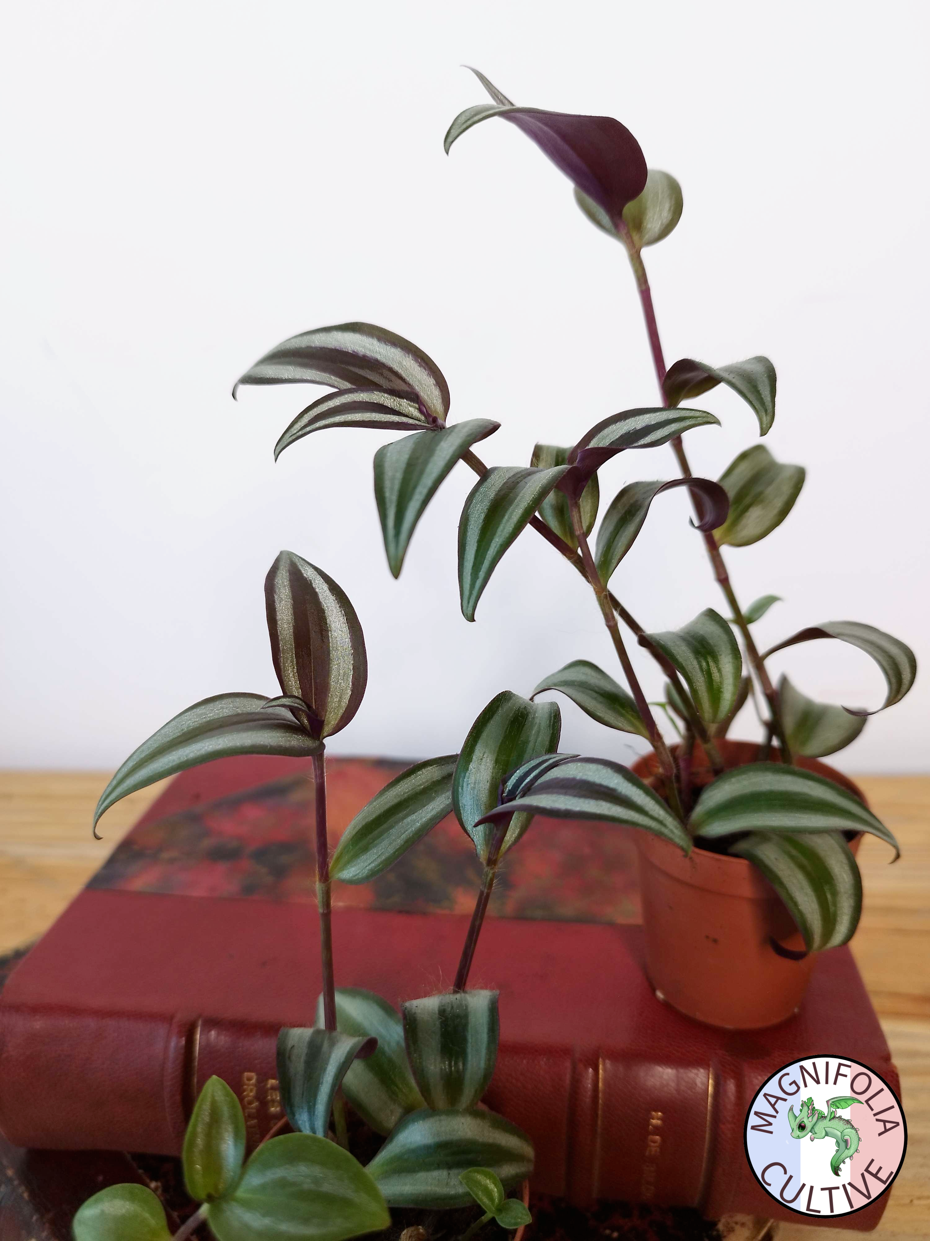 Tradescantia zebrina 'Violet Hill'