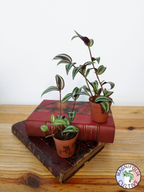 Tradescantia zebrina 'Violet Hill'