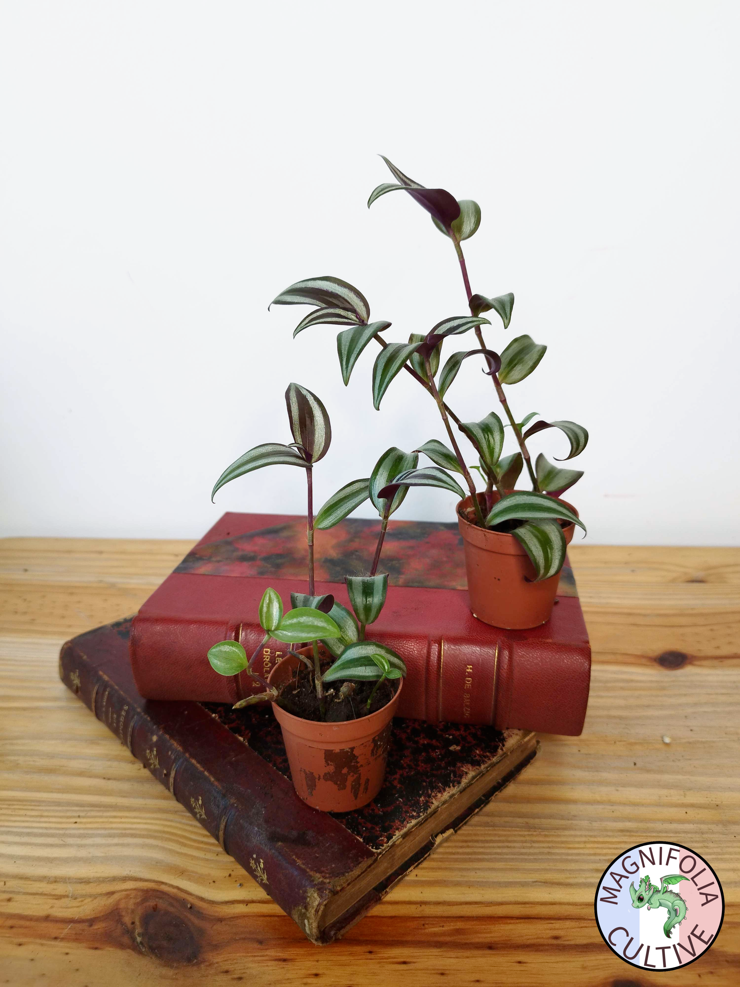 Tradescantia zebrina 'Violet Hill'