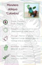Monstera obliqua "Colombia"