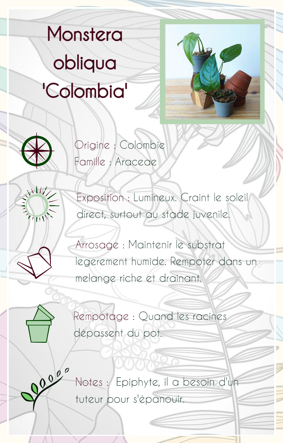 Monstera obliqua "Colombia"