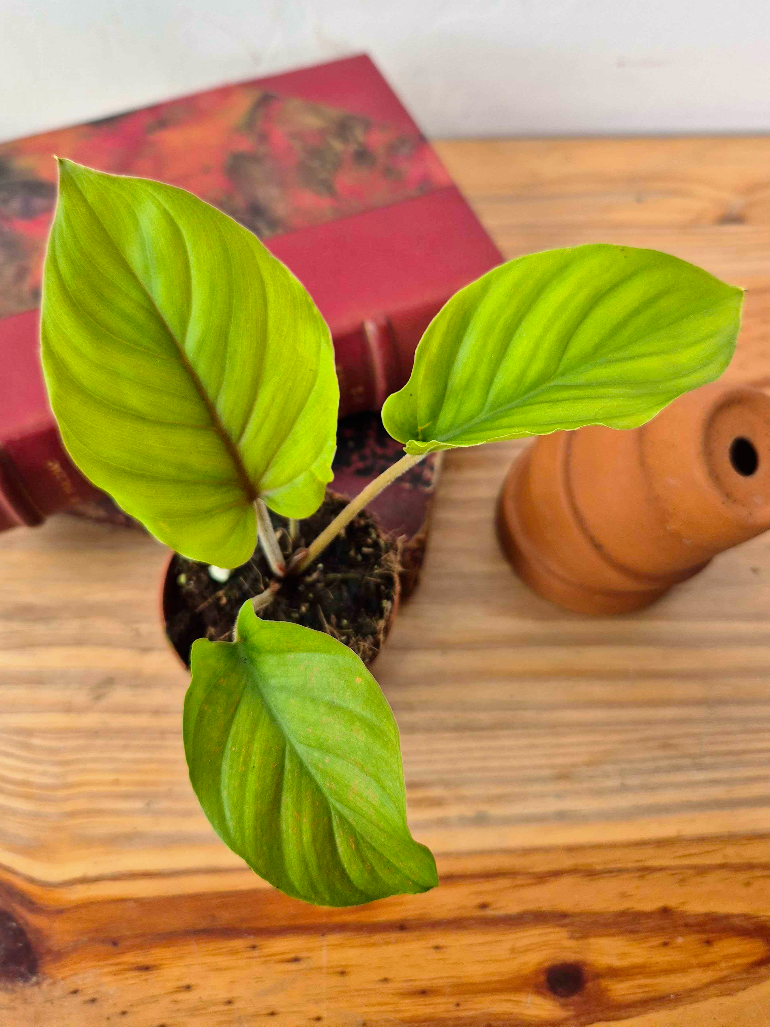Adelonema sp. 'Red Velvet'