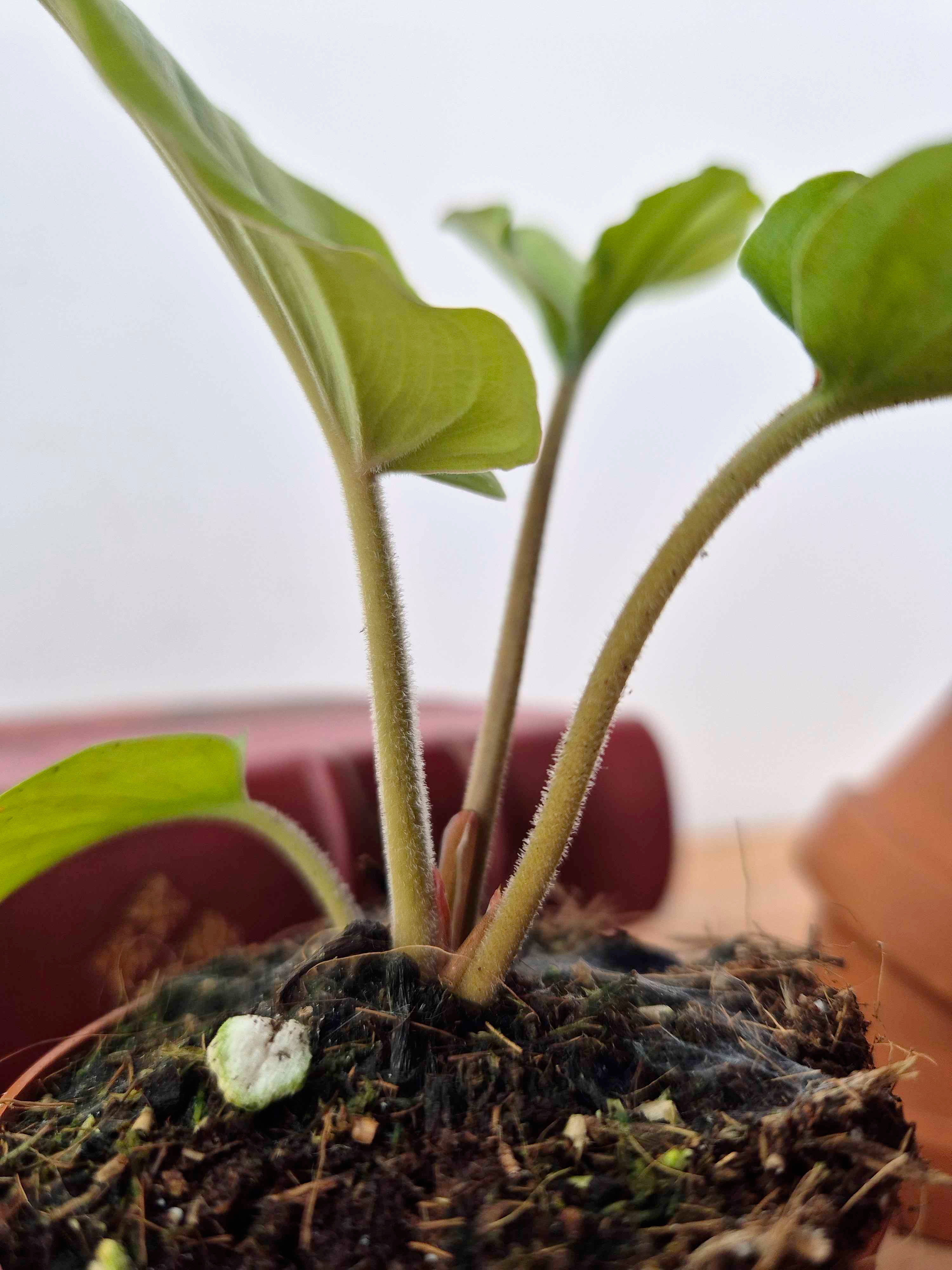Adelonema sp. 'Red Velvet'