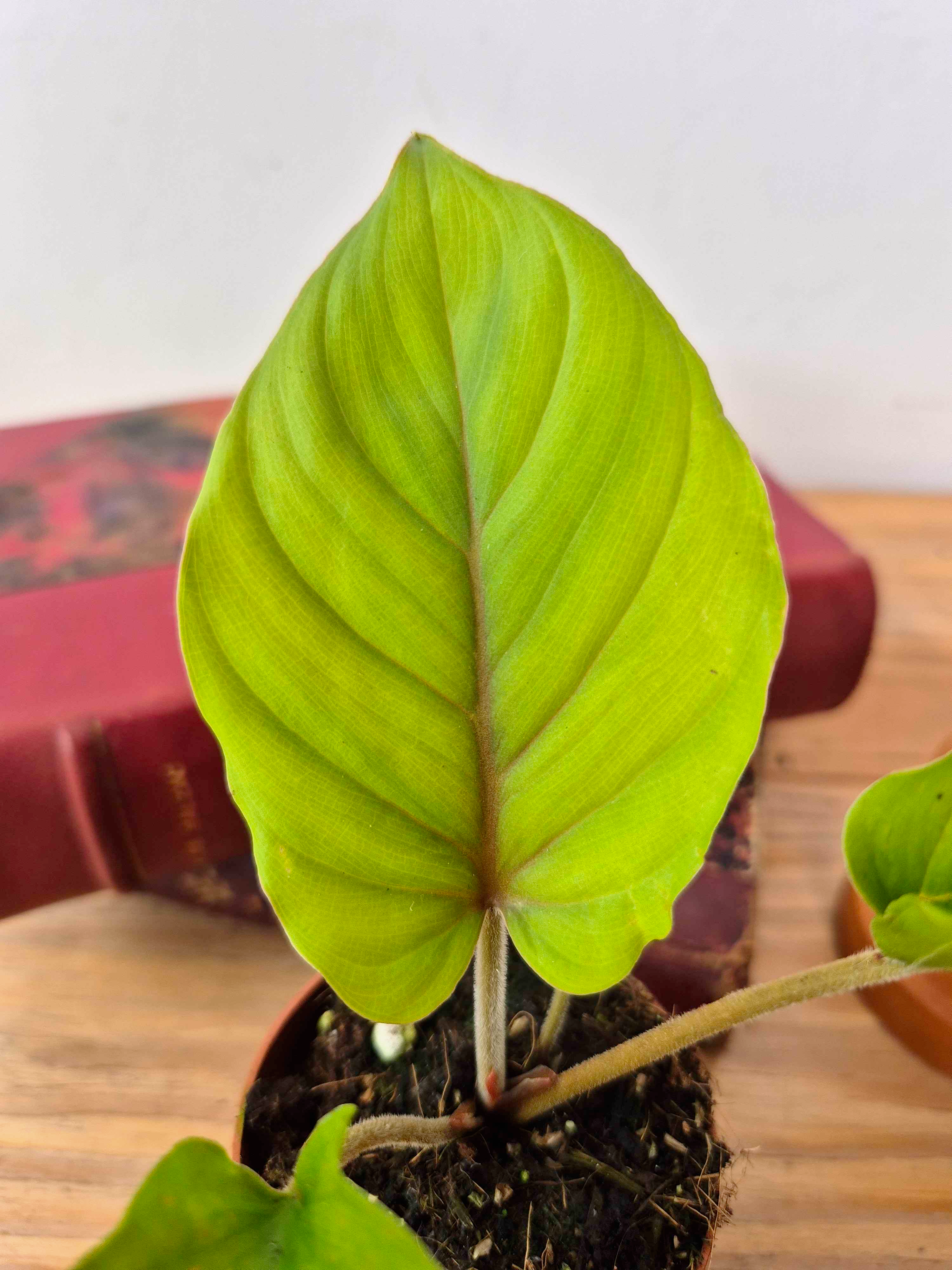 Adelonema sp. 'Red Velvet'