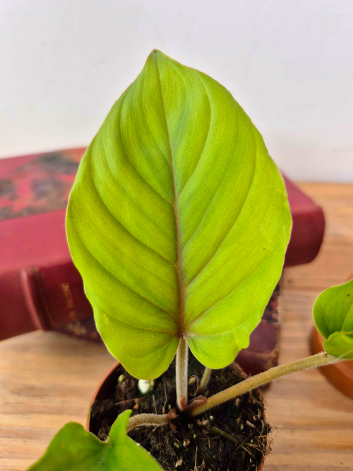 Adelonema sp. 'Red Velvet'