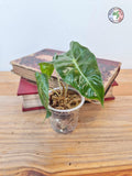 Alocasia amazonica