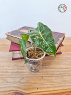 Alocasia amazonica