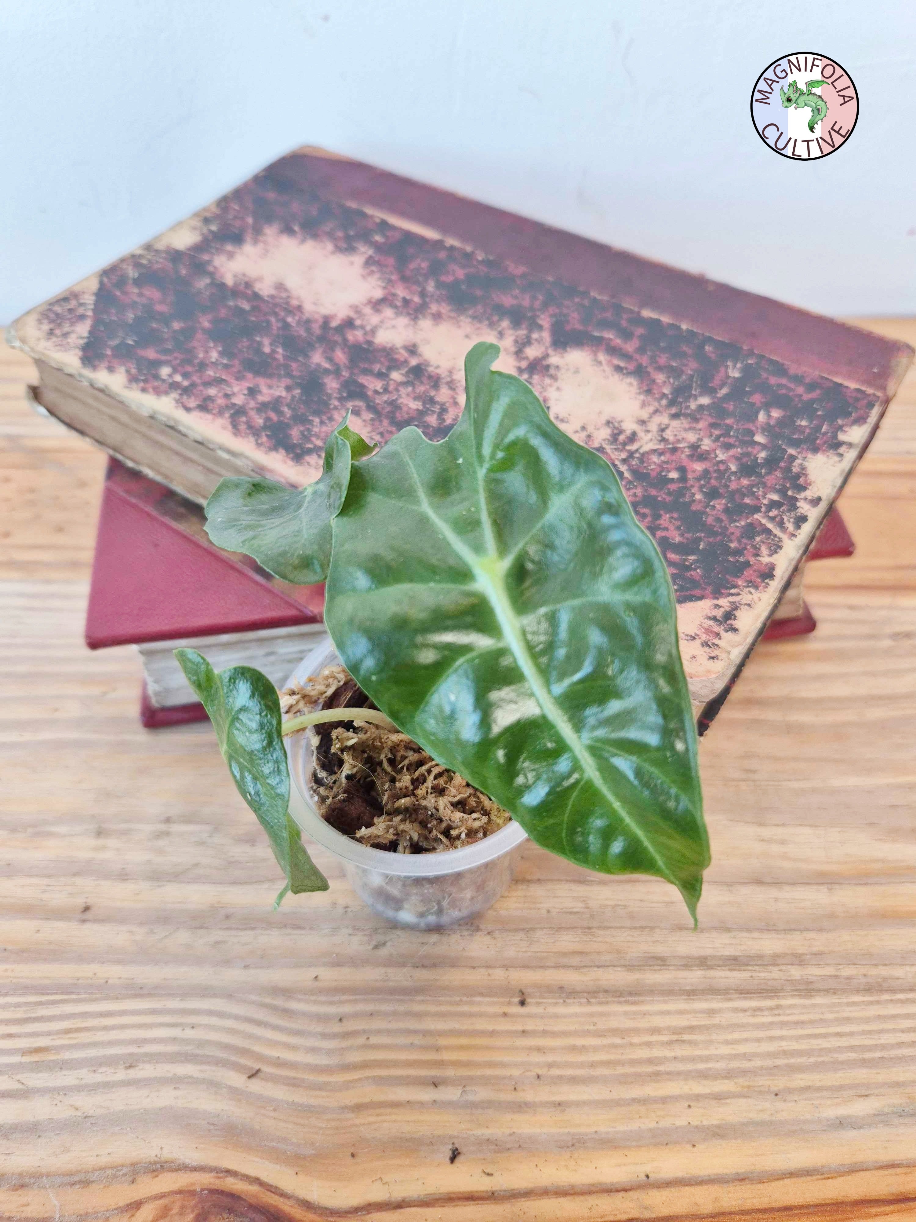 Alocasia amazonica