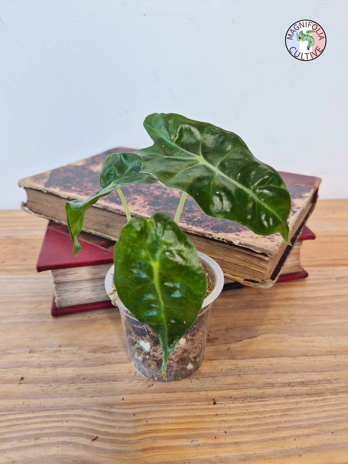 Alocasia amazonica