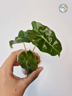 Alocasia amazonica
