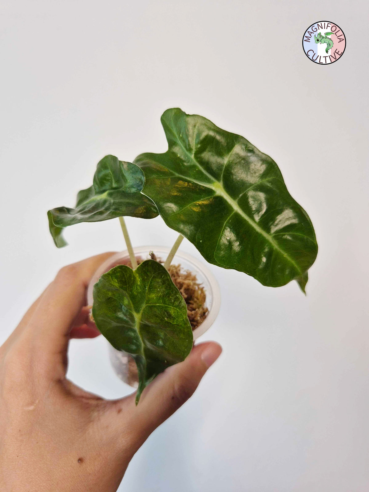 Alocasia amazonica