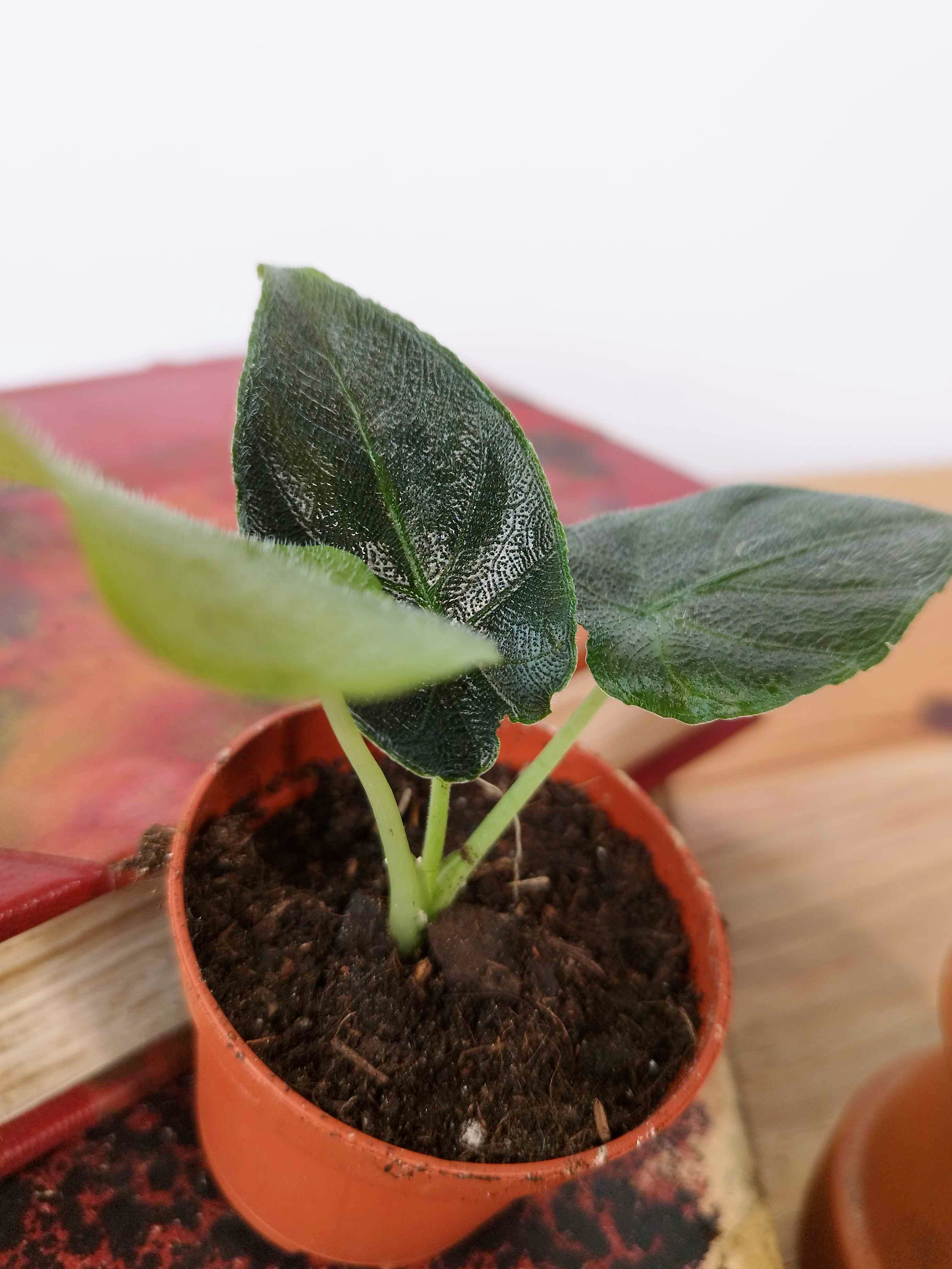 Alocasia Antoro Velvet