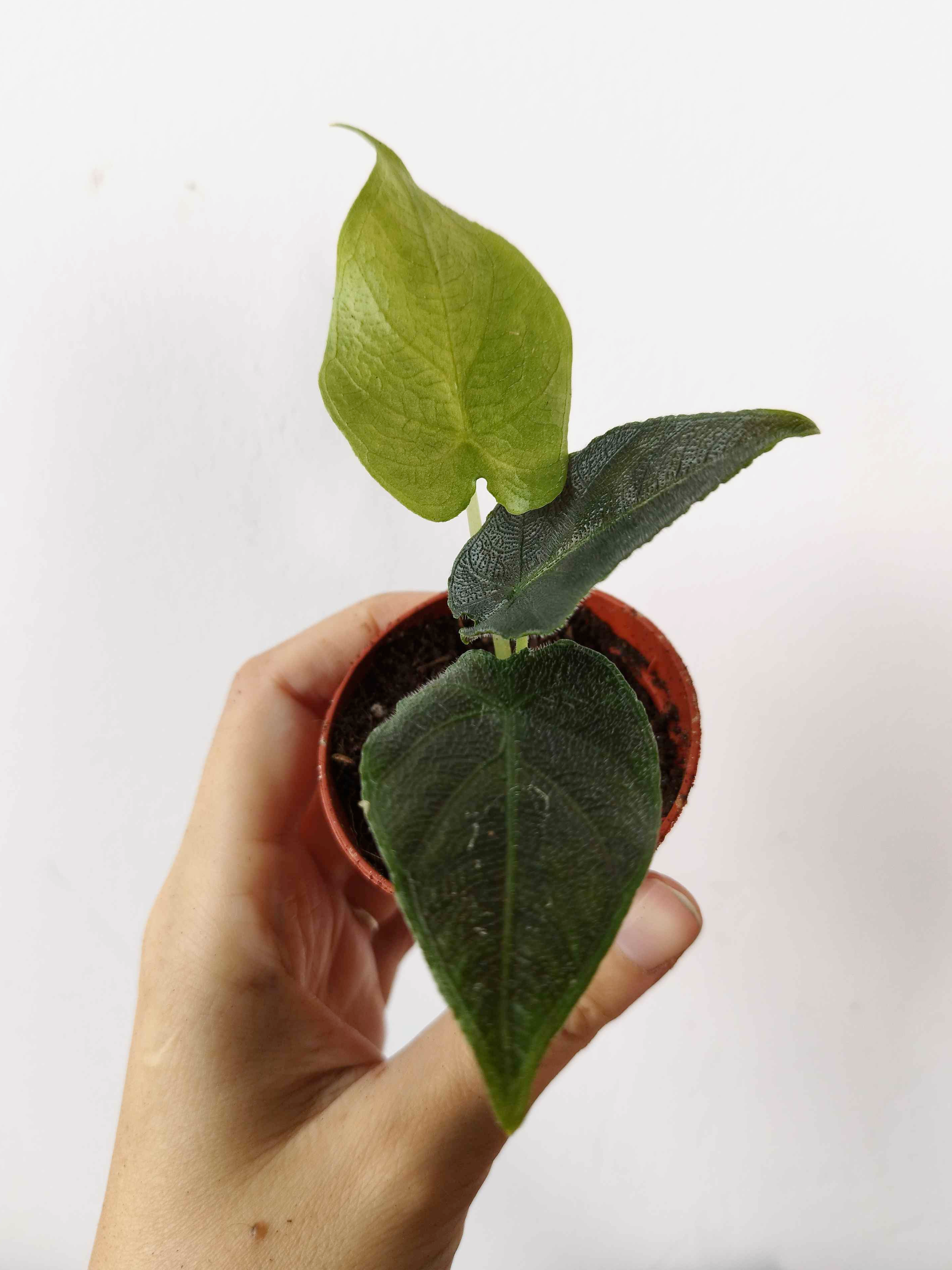 Alocasia Antoro Velvet