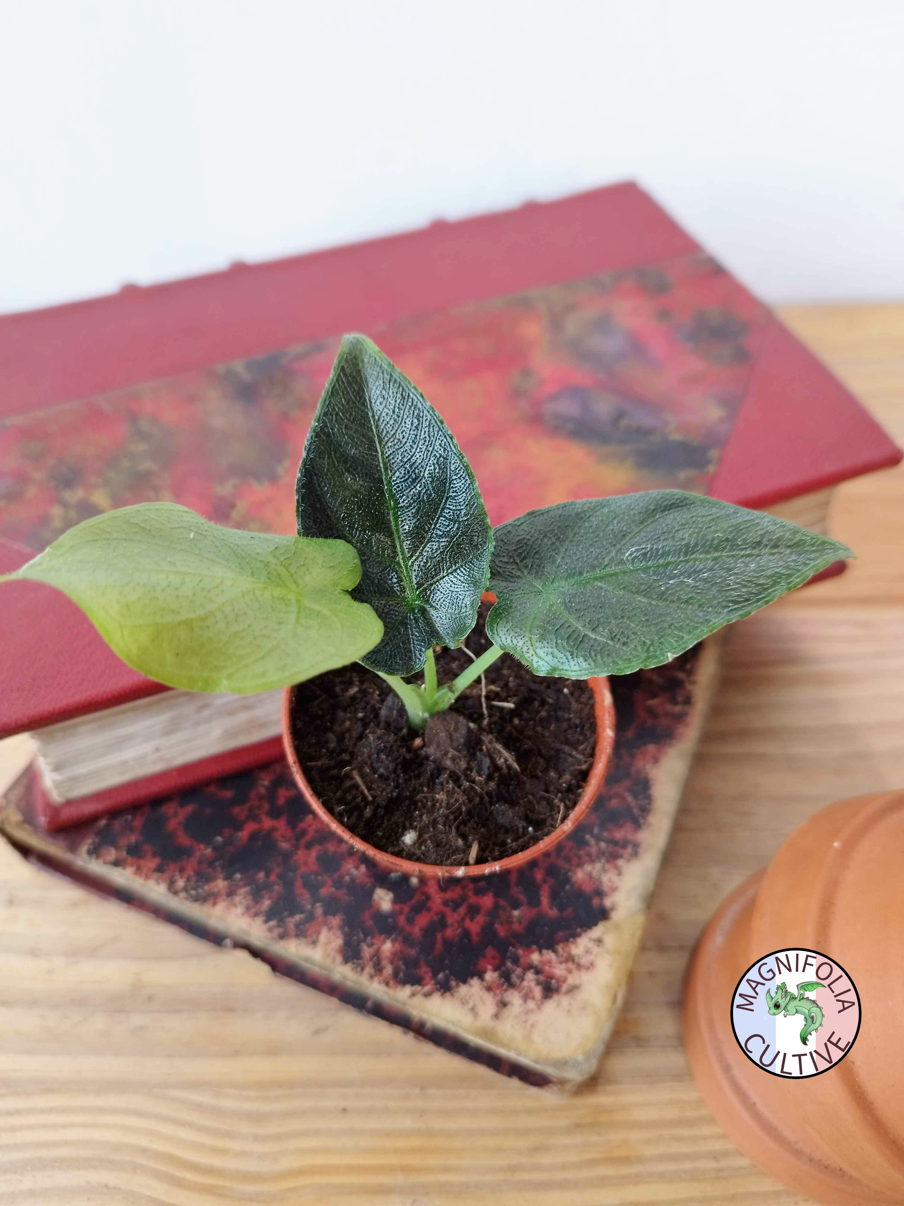 Alocasia Antoro Velvet