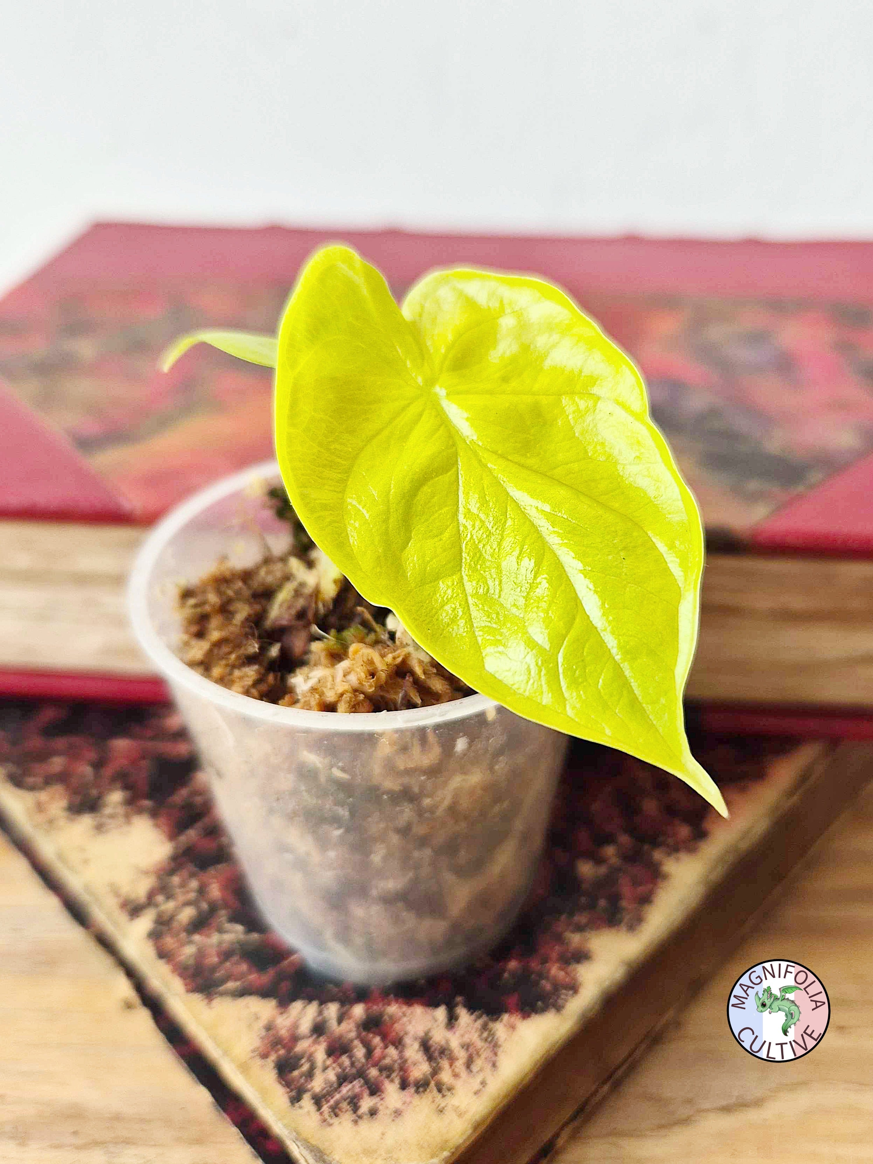 Alocasia baginda 'Golden Dragon'