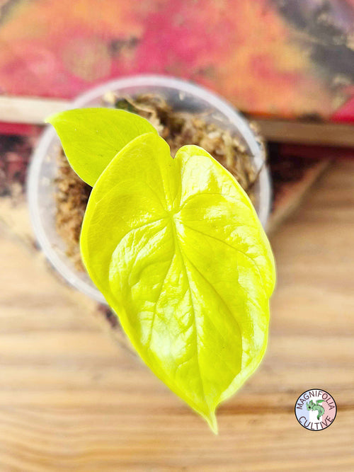 Alocasia baginda 'Golden Dragon'