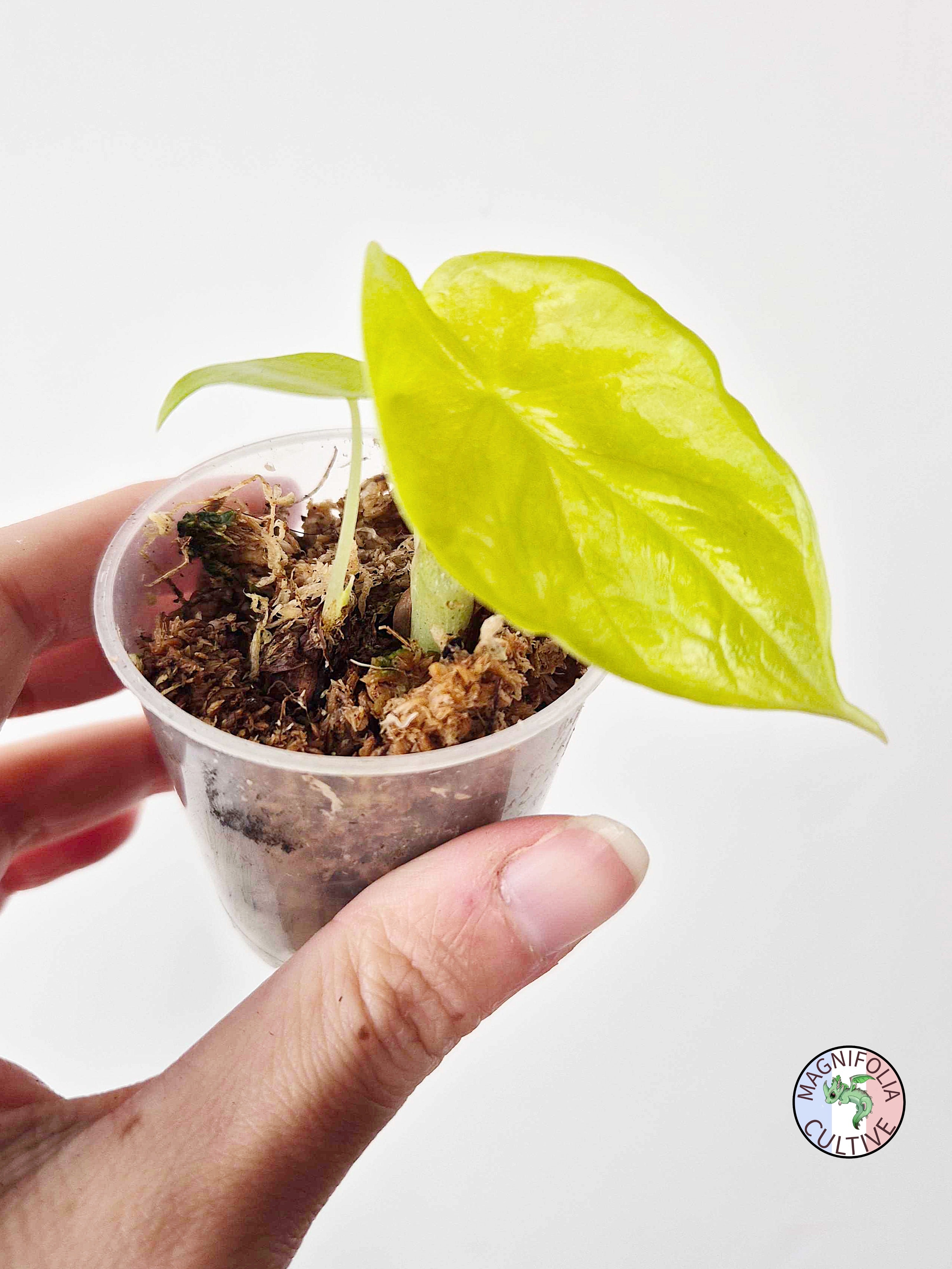 Alocasia baginda 'Golden Dragon'