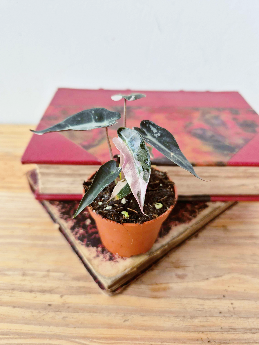 Alocasia amazonica 'Bambino' Pink Variegata