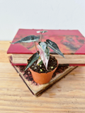 Alocasia amazonica 'Bambino' Pink Variegata