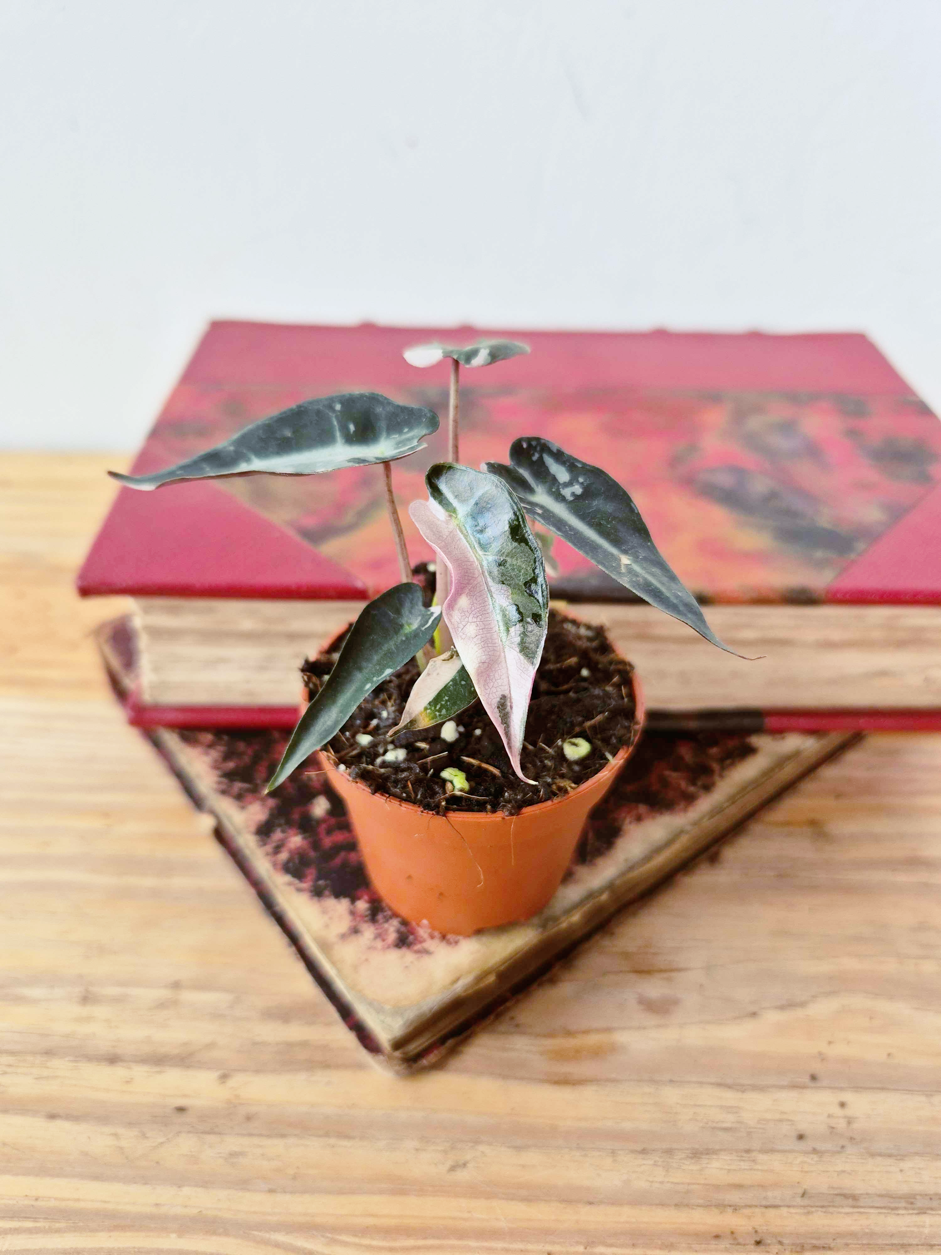 Alocasia amazonica 'Bambino' Pink Variegata