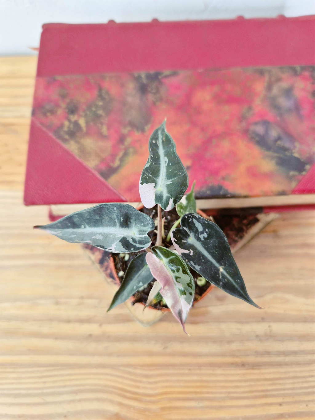 Alocasia amazonica 'Bambino' Pink Variegata