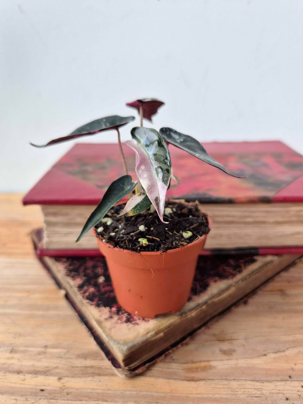 Alocasia amazonica 'Bambino' Pink Variegata