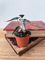 Alocasia amazonica 'Bambino' Pink Variegata