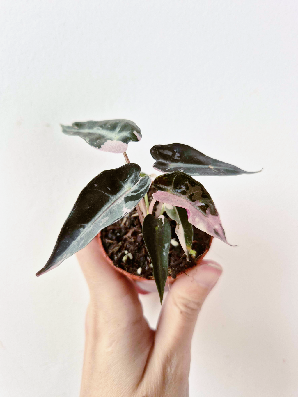 Alocasia amazonica 'Bambino' Pink Variegata