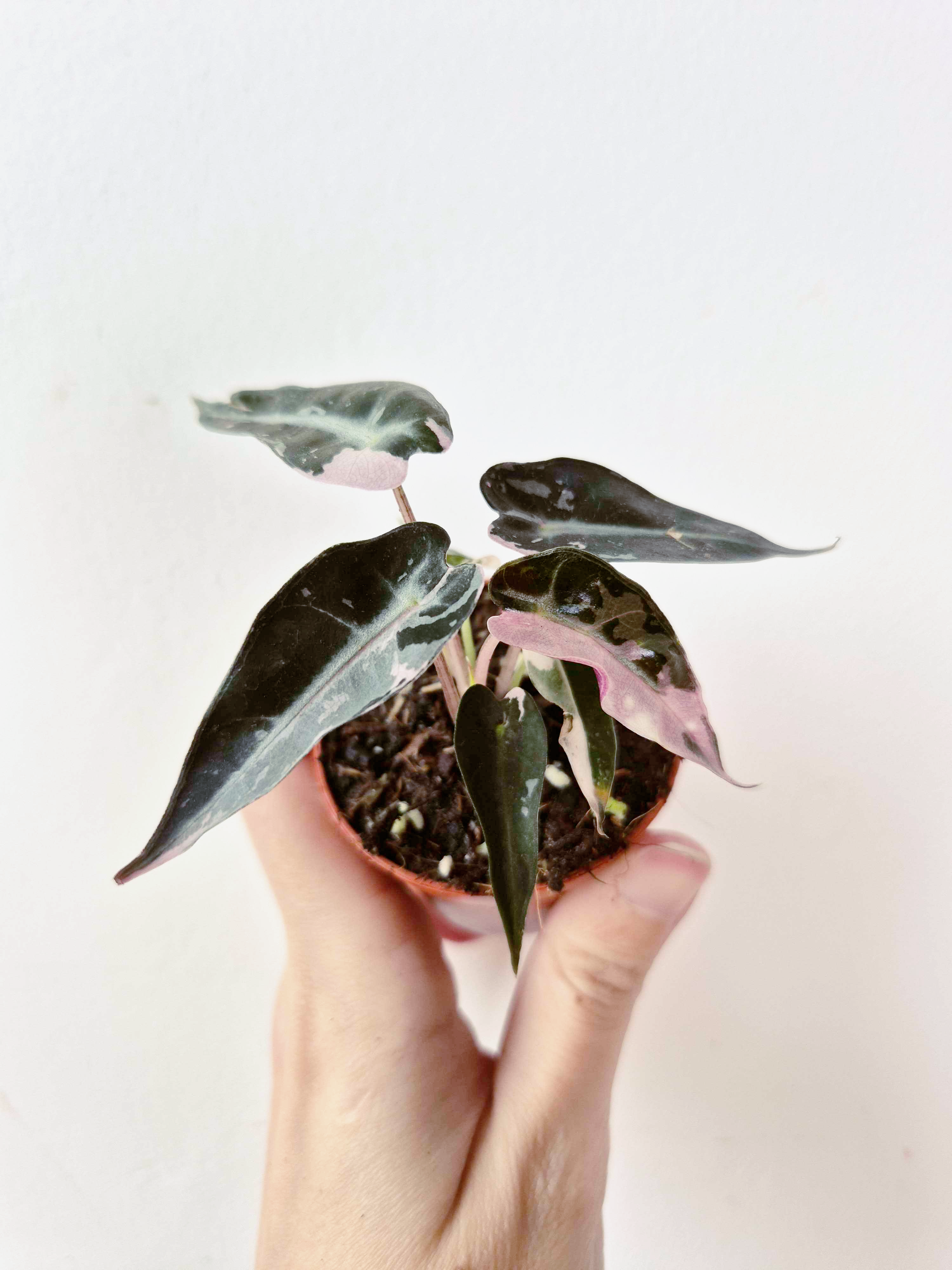 Alocasia amazonica 'Bambino' Pink Variegata