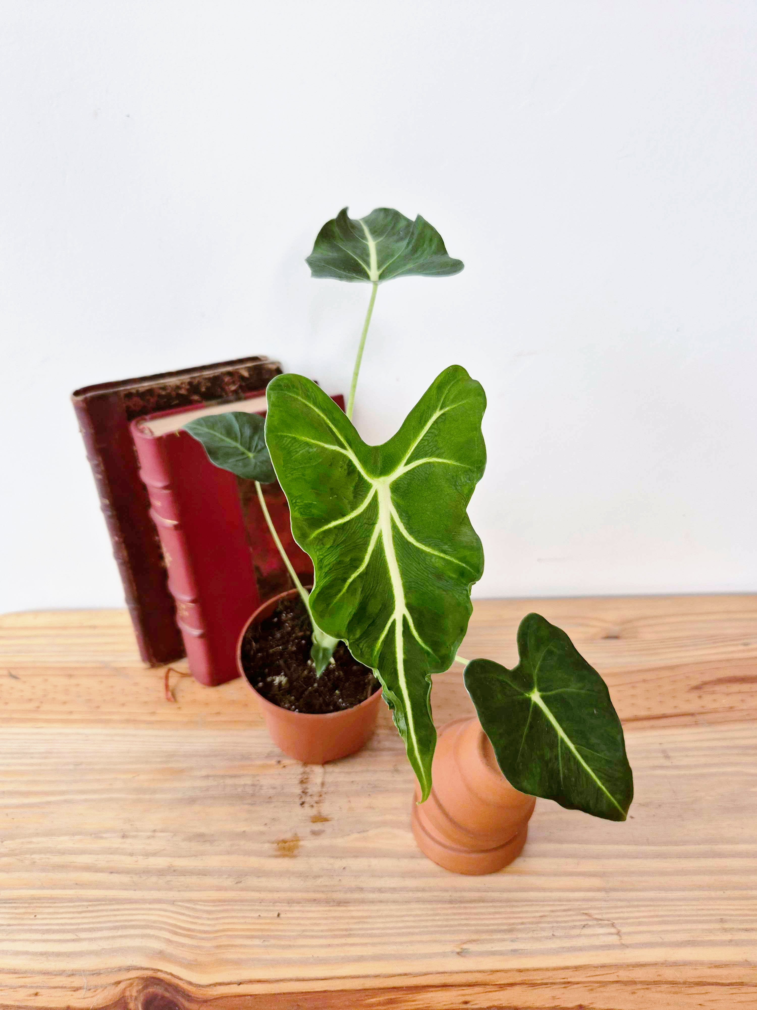 Alocasia micholitziana 'Frydek Tattoo'