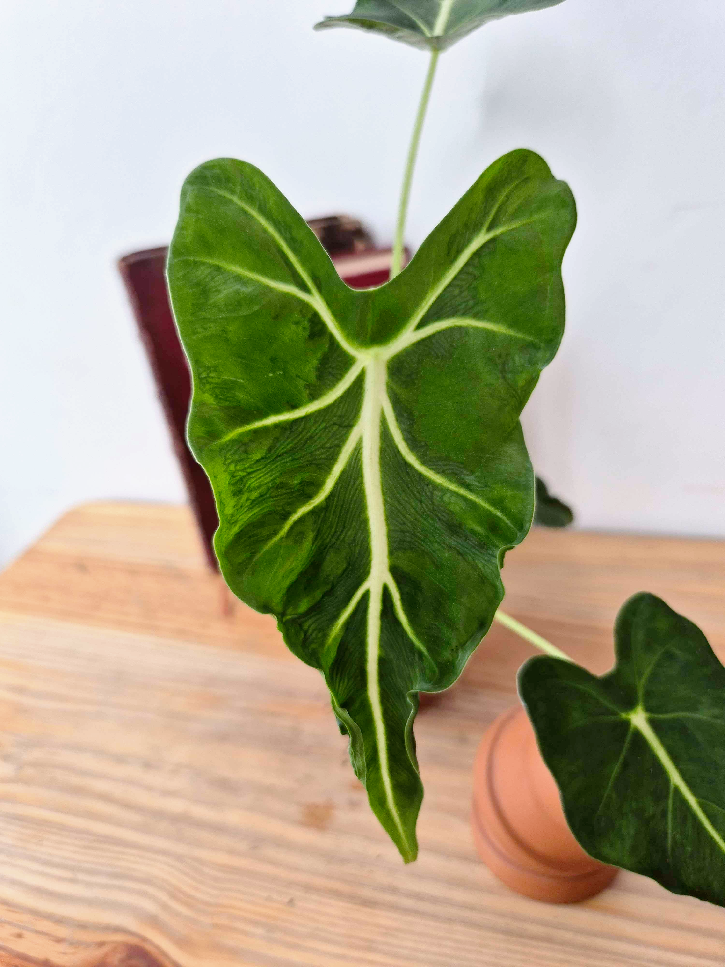 Alocasia micholitziana 'Frydek Tattoo'