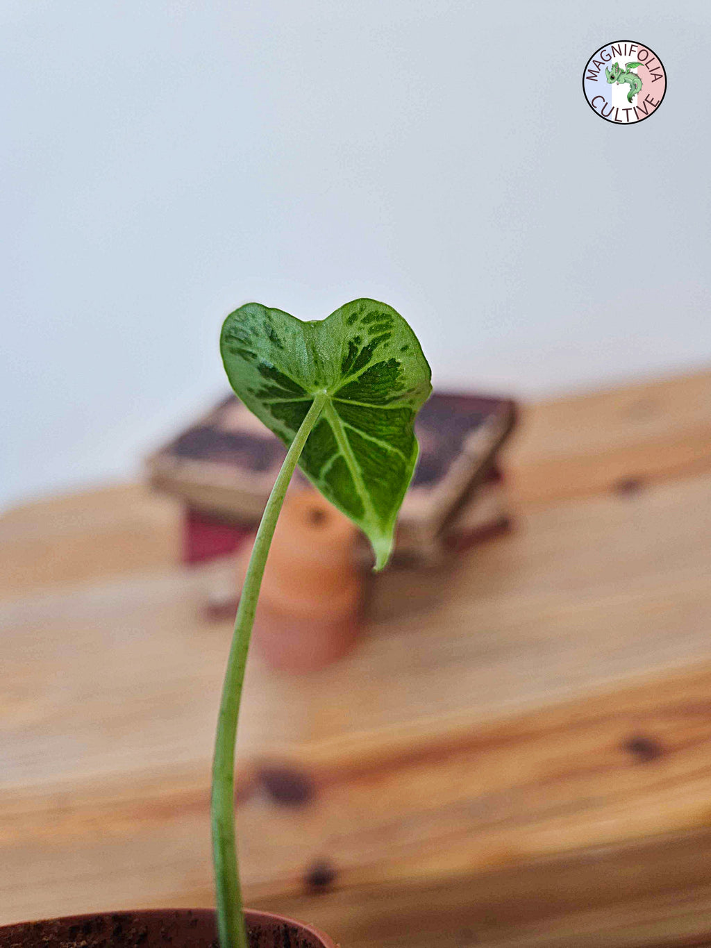 Alocasia micholitziana 'Frydek Tattoo'