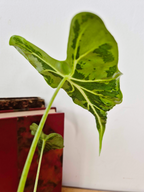 Alocasia micholitziana 'Frydek Tattoo'