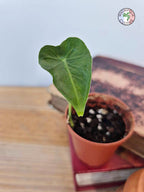Alocasia micholitziana 'Frydek Tattoo'